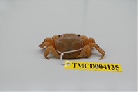 藏品(肉球近方蟹)的圖片